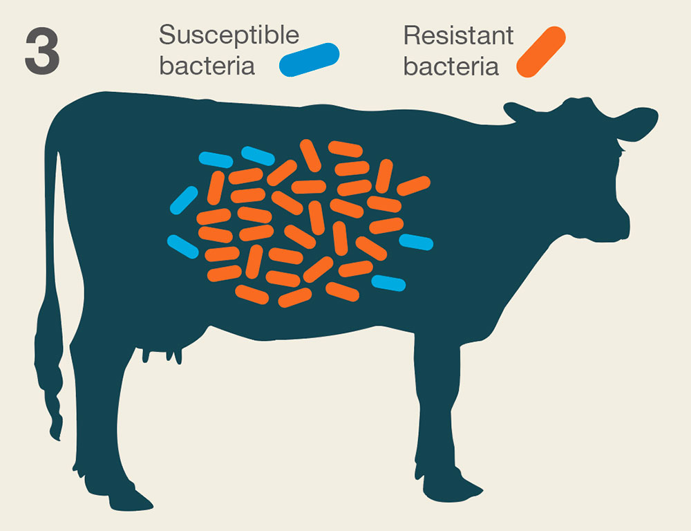 How antibiotic resistance spreads infographic. Copyright AHDB.